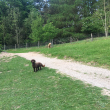 Bella and Henry exploring.