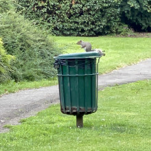 Squirrel on the bin
